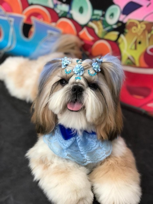 Filhotes Vendidos